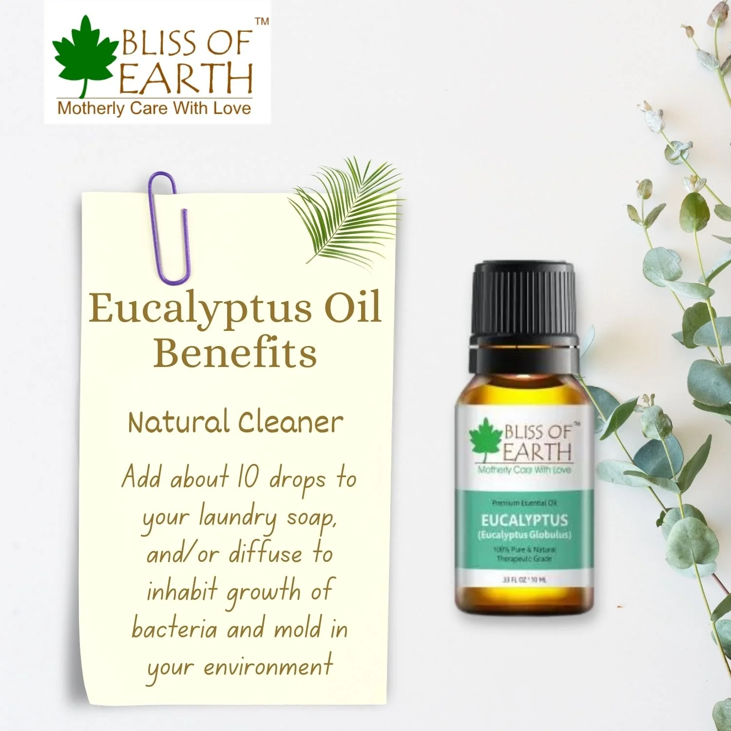 Eucalyptus Essential Oil - Image 3